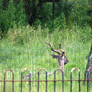 Southern Lesser Kudu at Chester, 15/07/12