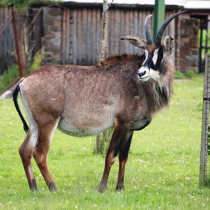 Roan Antelope at Chester, 15/07/12