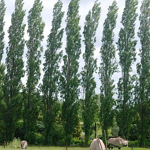 Gemsbok at Chester, 15/07/12