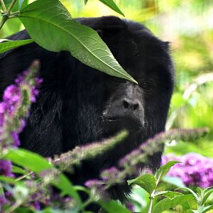 Black Howler at Chester, 15/07/12