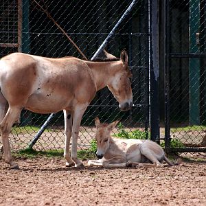 Onager and Foal at Chester, 15/07/12