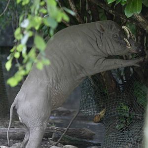Sulawesi babirusa