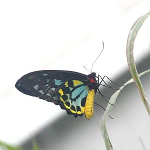 Common Green Birdwing at Chester, 15/07/12