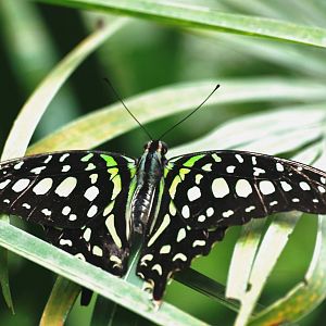 Tailed Jay at Chester, 15/07/12