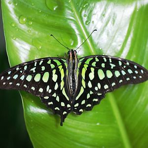 Tailed Jay at Chester, 15/07/12