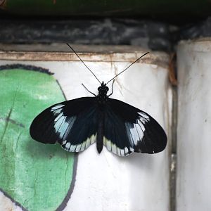 Sara Longwing at Chester, 15/07/12