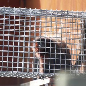 Red Titi at Chester, 15/07/12