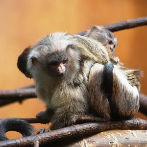 Three-headed Marmoset (!) at Chester, 15/07/12