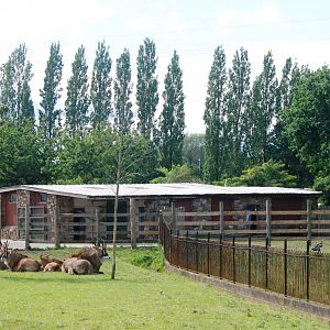 Antelope Paddocks at Chester, 15/07/12