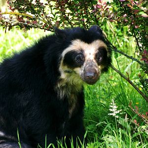 Spectacled Bear at Chester, 15/07/12