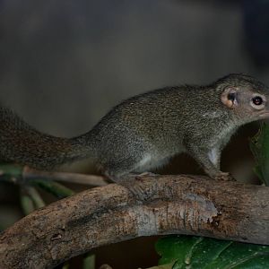 Belanger's Tree Shrew at Chester, 15/07/12