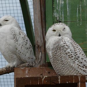 Snowy owl/ Bubo scandiaca
