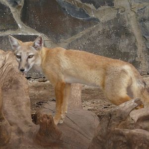 Corsac fox/ Vulpes corsac