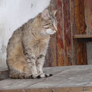 African wild cat/ Felis silvestris ocreata