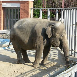 Asiatic elephant/ Elephas maximus