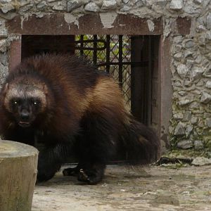 Wolverine/ Gulo gulo gulo
