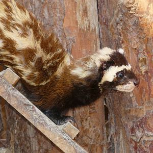 Marbled polecat/ Vormela peregusna