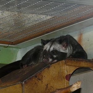 Common palm civet/ Paradoxurus hermaphroditus