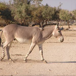 Somali wild ass/ Equus asinus somalicus