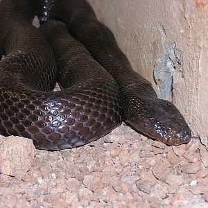 Sinai desert cobra/ Walterinnesia aegyptia