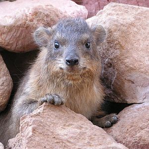 Rock hyrax/ Procavia capensis syriaca