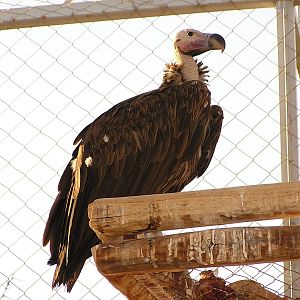 Lappet-faced vulture/ Torgos tracheliotus negevensis