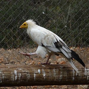 Eastern Egyptian vulture/ Neophron percnopterus percnopterus