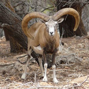 Mouflon/ Ovis aries urmiana