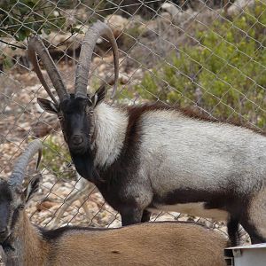 Cretan wild goat/ Capra hircus cretica