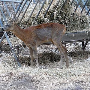 Western roe deer/ Capreolus capreolus
