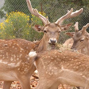 Mesopotamian fallow deer/ Dama mesopotamica