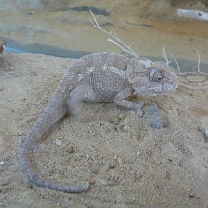 Sinai chameleon/ Chamaeleo chamaeleon musae