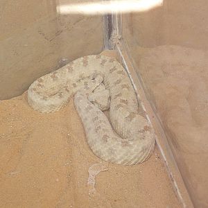 Horned sand viper/ Cerastes cerastes gasparetti