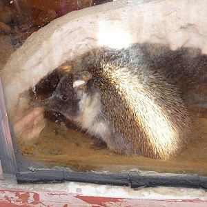 Ethiopian hedgehog/ Paraechinus aethiopicus pectoralis