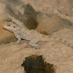 Starred agama/ Laudakia stelio