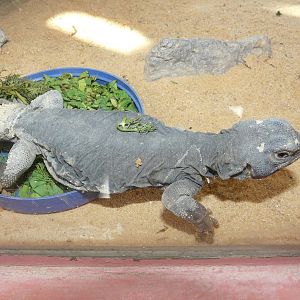 Egyptian spiny-tailed lizard/ Uromastyx aegyptius