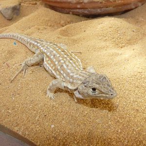 Beersheva fringe-toed lizard/ Acanthodactylus beershebensis