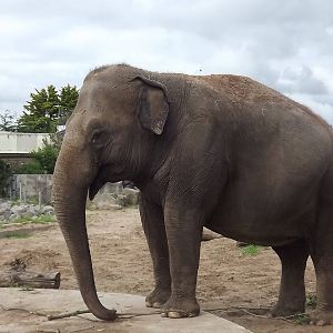 Asian Elephant at Blackpool Zoo 14/07/12