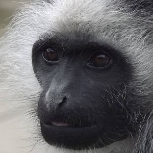 King Colobus Monkey at Blackpool Zoo 14/07/12