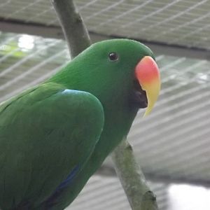 Red-Sided Eclectus Parrot at Blackpool Zoo 14/07/12