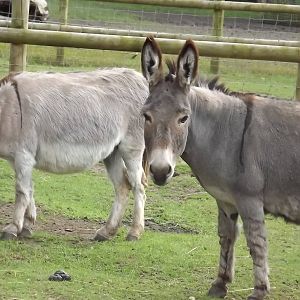 Mediterranean Miniature Donkeys at Blackpool Zoo 14/07/12