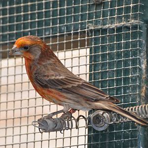 House finch/ Carpodacus mexicanus