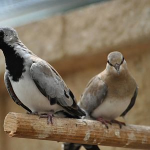 Namaqua dove/ Oena capensis