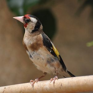 European goldfinch/ Carduelis carduelis