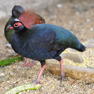 Crested wood partridge/ Rollulus roulroul