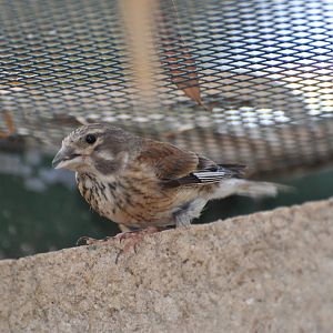 Linnet/ Carduelis cannabina