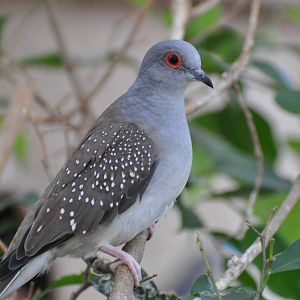 Diamond dove/ Geopelia cuneata