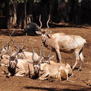 Addax / Addax nasomaculatus