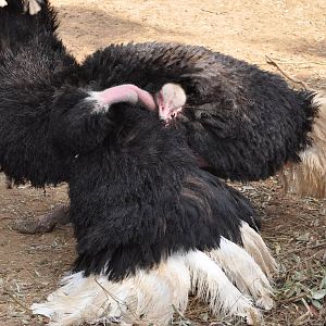 Masai ostrich / Struthio camelus massaicus