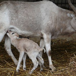 Addax / Addax nasomaculatus
